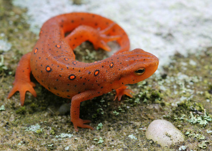 Red Eft